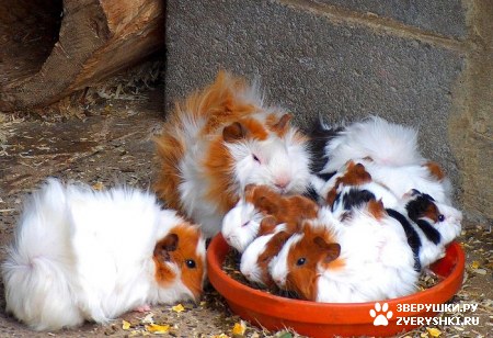 ��������� ��������