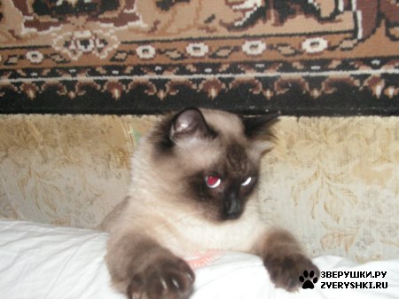 ��������� ��������