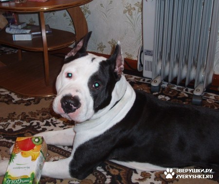 ��������� ��������