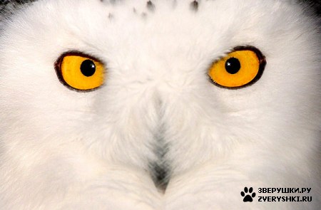 ��������� ��������