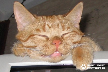 ��������� ��������