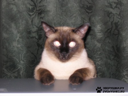 ��������� ��������