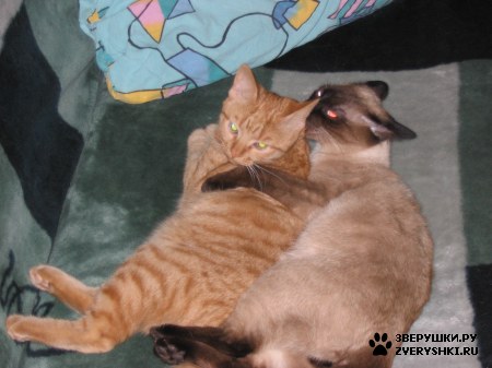 ��������� ��������