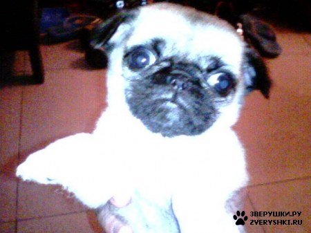 ��������� ��������