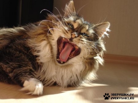 ��������� ��������