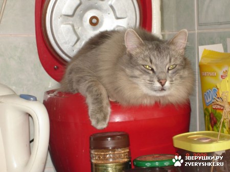 ��������� ��������