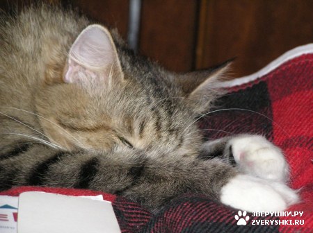 ��������� ��������