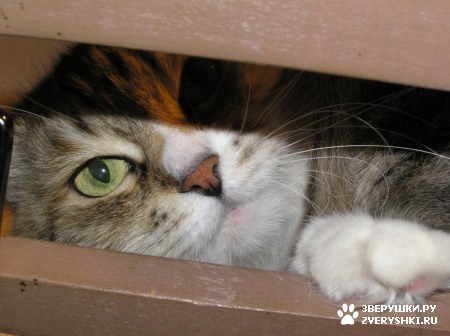 ��������� ��������