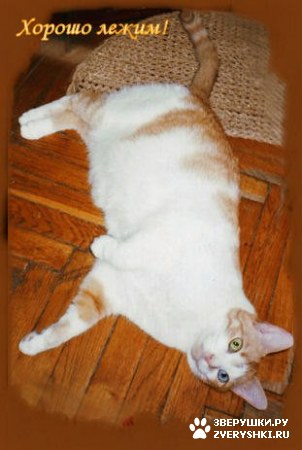 ��������� ��������