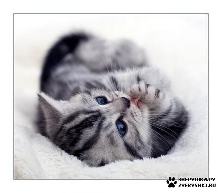 ��������� ��������