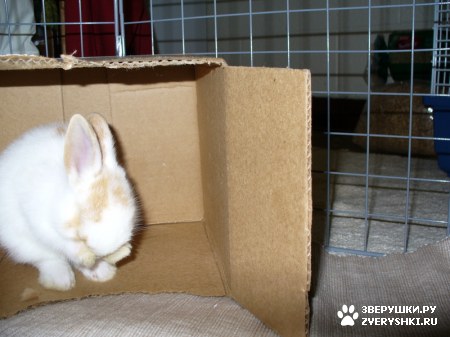 ��������� ��������