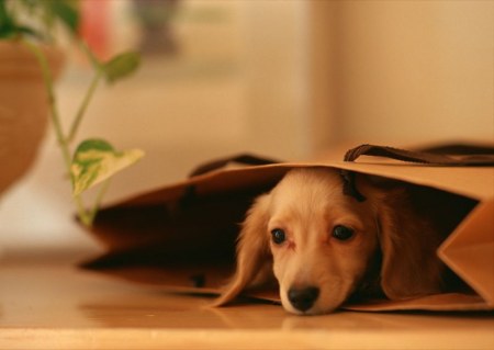 ��������� ��������