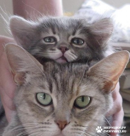 ��������� ��������