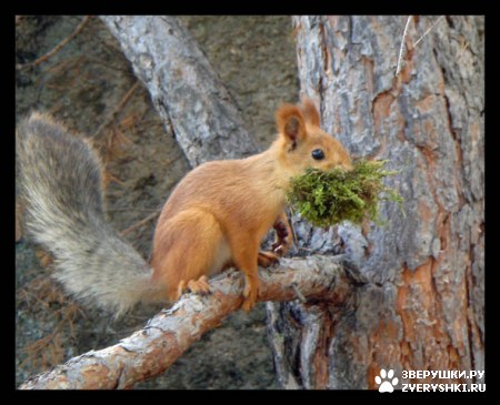 ��������� ��������