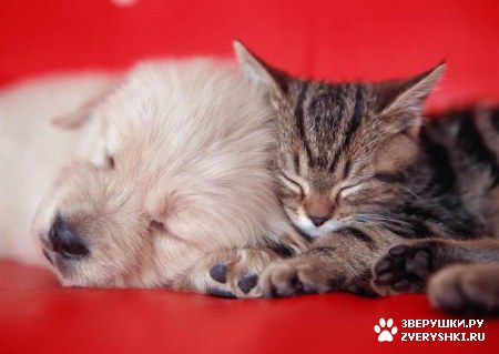 ��������� ��������