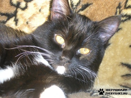 ��������� ��������