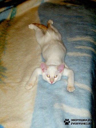 ��������� ��������