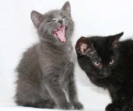 ��������� ��������