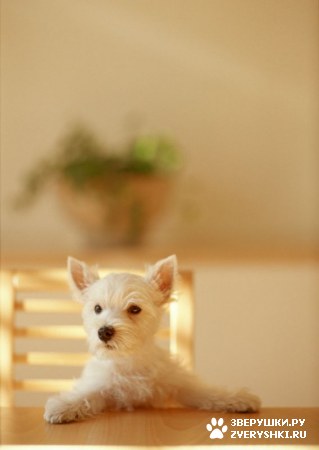 ��������� ��������