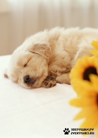 ��������� ��������