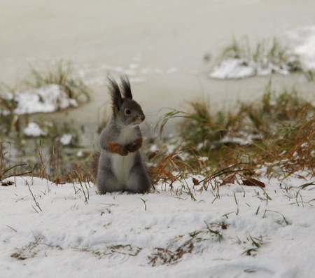 ��������� ��������