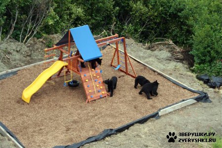 ��������� ��������