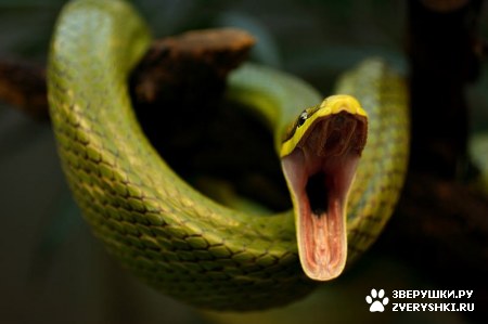 ��������� ��������