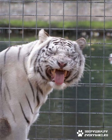 ��������� ��������