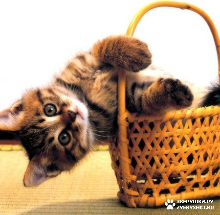 ��������� ��������