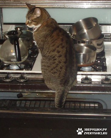 ��������� ��������