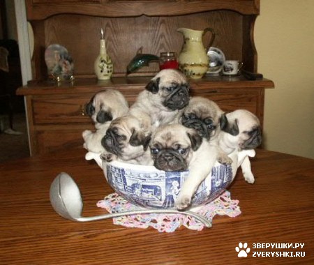 ��������� ��������