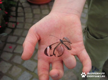 ��������� ��������