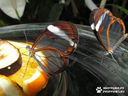 ��������� ��������