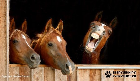 ��������� ��������