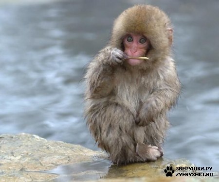 ��������� ��������