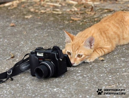 ��������� ��������