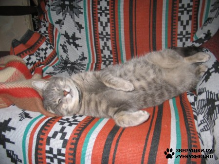 ��������� ��������