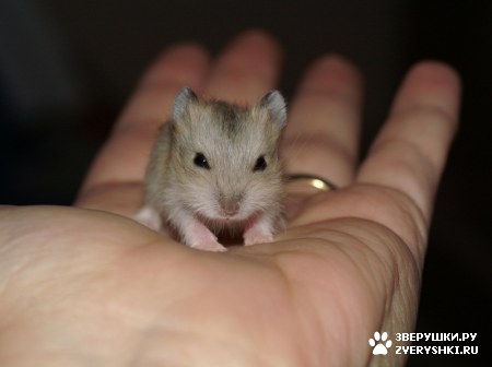 ��������� ��������