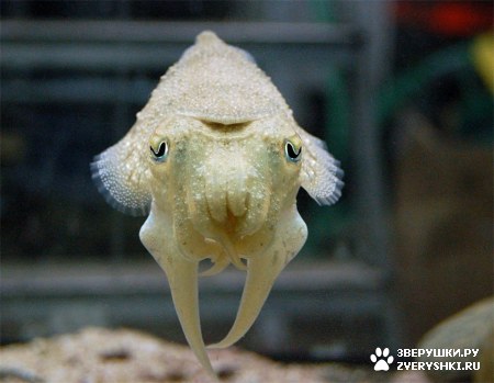 ��������� ��������