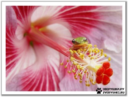 ��������� ��������