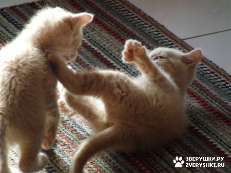 ��������� ��������