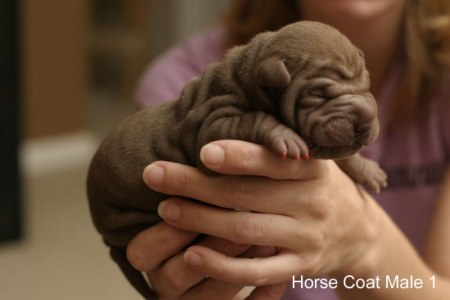 ��������� ��������