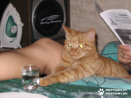 ��������� ��������