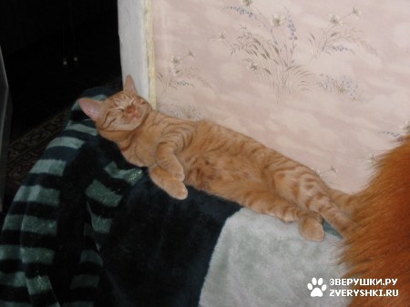 ��������� ��������