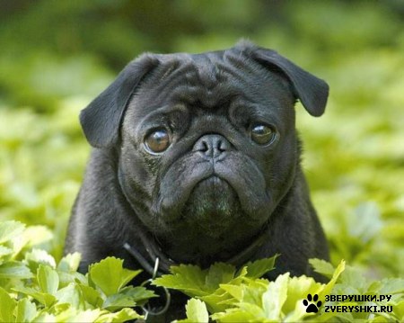 ��������� ��������