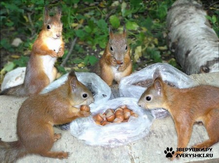 ��������� ��������