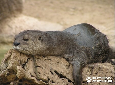 ��������� ��������