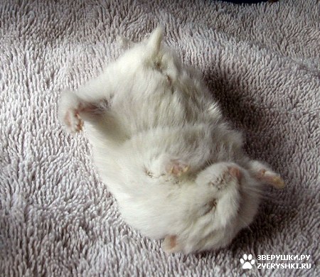 ��������� ��������