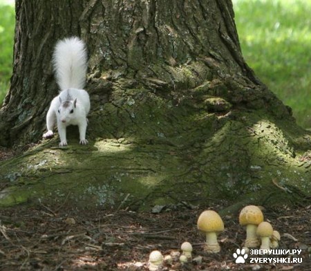 ��������� ��������