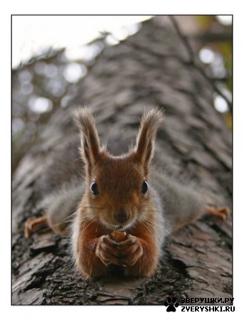 ��������� ��������